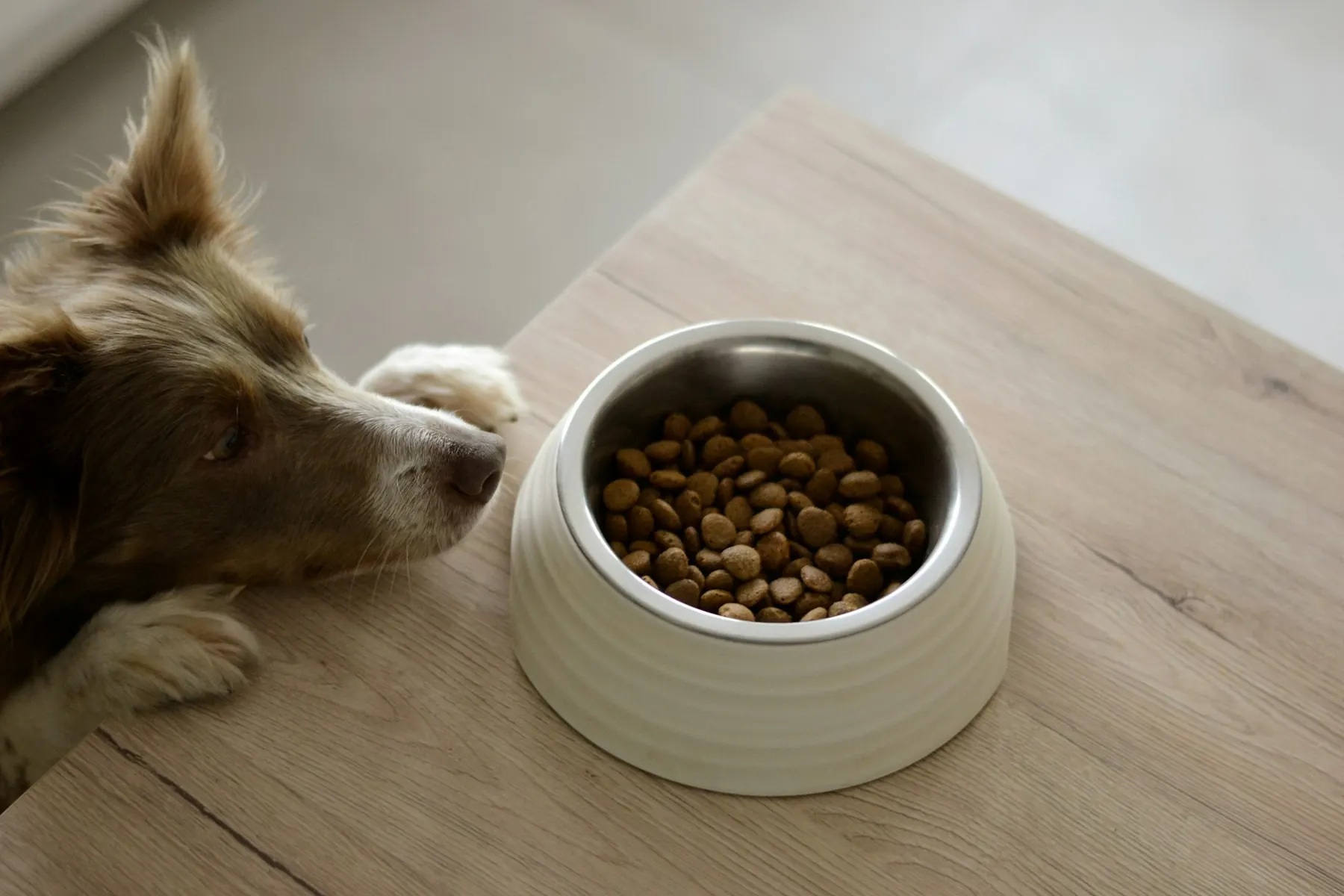 Hund schnuppert an einem Napf mit Trockenfutter