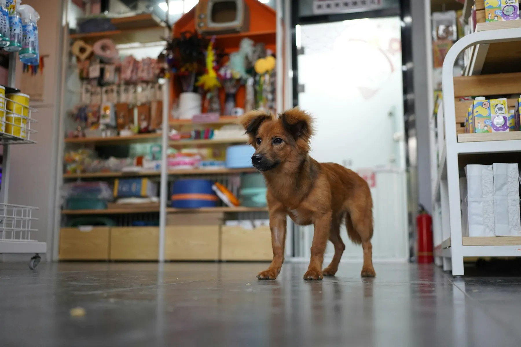 Hund in einem Laden mit Hundezubehör