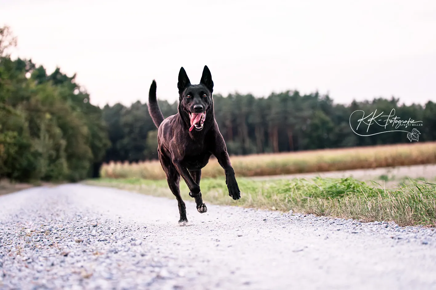 Schwarzer Schäferhund rennt über einen Feldweg