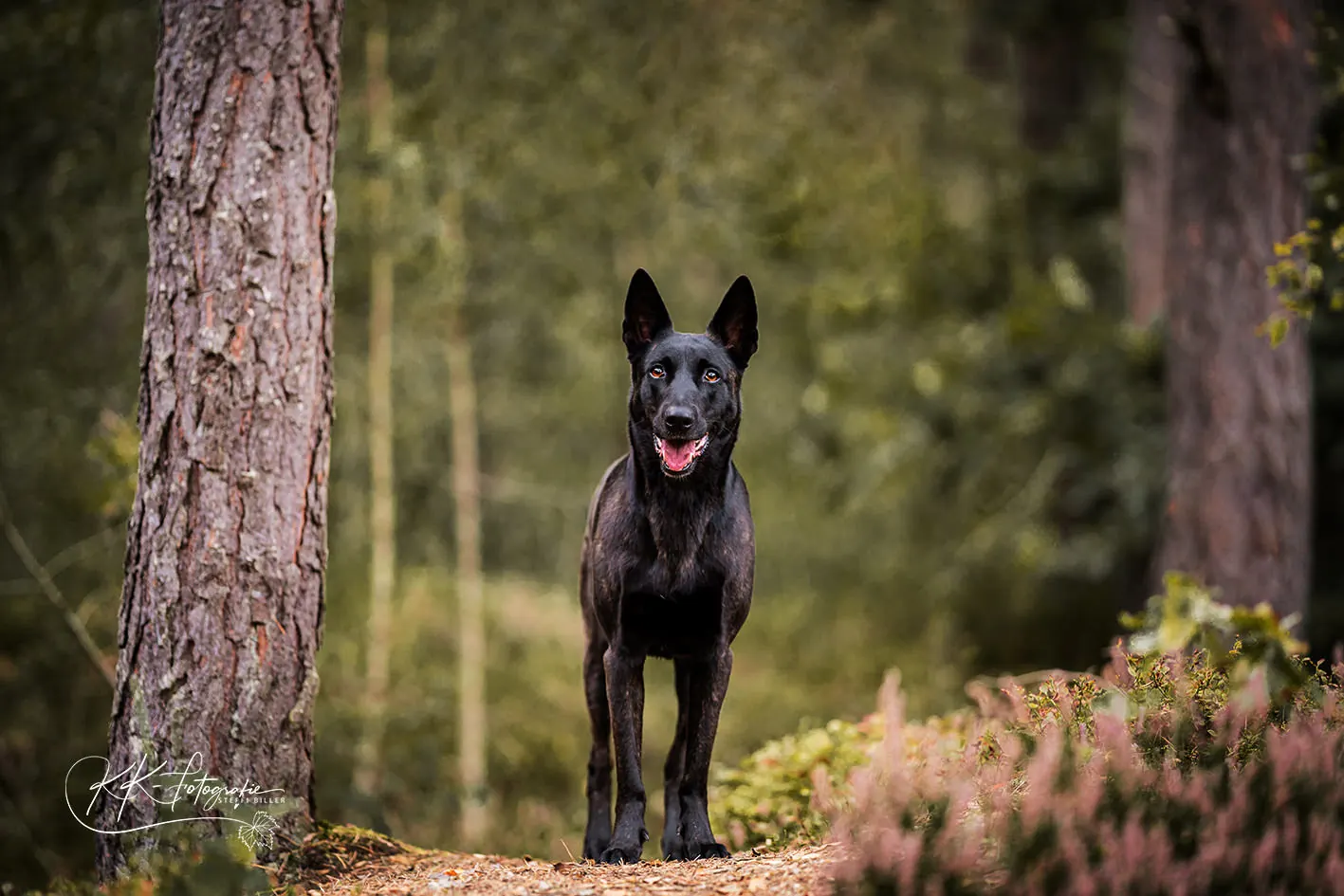 Schwarze Schäferhündin steht aufmerksam im Wald